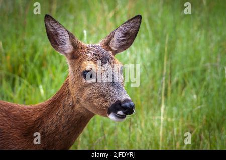 Un été proche image HDR d'un veau solitaire de Red Deer, Cervus elaphus scoticus, dans les prairies, Strathnairn, Écosse. 30 mai 2022 Banque D'Images