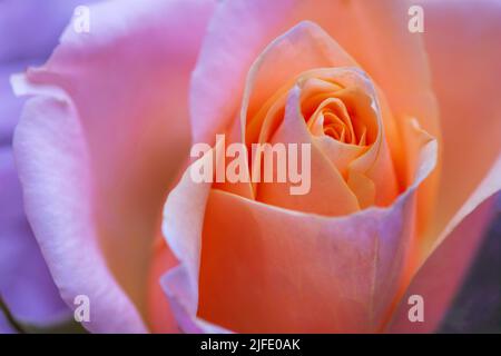 Un gros plan d'une belle rose de couleur abricot comme il s'estompe. Banque D'Images