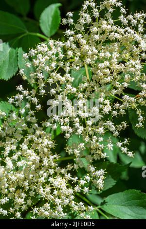 Fleurs d'Elderberry blanches qui se développent en baies de violet foncé à l'automne qui peuvent être utilisées pour faire du vin Banque D'Images