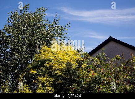 Vue sur le ciel et les arbres depuis le jardin d'une maison de banlieue Banque D'Images