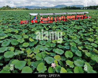 Jinghong. 2nd juillet 2022. La photo aérienne prise sur 2 juillet 2022 montre aux visiteurs un mini train touristique pour admirer les fleurs de lotus au lac de Longde dans la ville de Jinghong de la préfecture autonome de Xishuangbanna Dai, dans le sud-ouest de la province du Yunnan en Chine. Credit: Li Yunsheng/Xinhua/Alamy Live News Banque D'Images