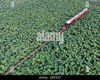 Jinghong. 2nd juillet 2022. La photo aérienne prise sur 2 juillet 2022 montre aux visiteurs un mini train touristique pour admirer les fleurs de lotus au lac de Longde dans la ville de Jinghong de la préfecture autonome de Xishuangbanna Dai, dans le sud-ouest de la province du Yunnan en Chine. Credit: Li Yunsheng/Xinhua/Alamy Live News Banque D'Images