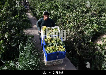 Kandahar, Afghanistan. 2nd juillet 2022. Un agriculteur travaille dans un vignoble du district de Zhari, dans la province de Kandahar, dans le sud de l'Afghanistan, au 2 juillet 2022. Selon les autorités locales, environ 250 000 tonnes de raisins seraient récoltées dans des vergers sur 20 500 hectares de terre dans la province de Kandahar, en Afghanistan. Credit: Sanaullah Seiam/Xinhua/Alamy Live News Banque D'Images