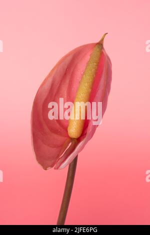 fleur d'anthurium, également connue sous le nom de fleur de tavelon, flamants roses et lacélafée, fleur de couleur rose isolée sur fond rose, avec des gouttelettes d'eau Banque D'Images