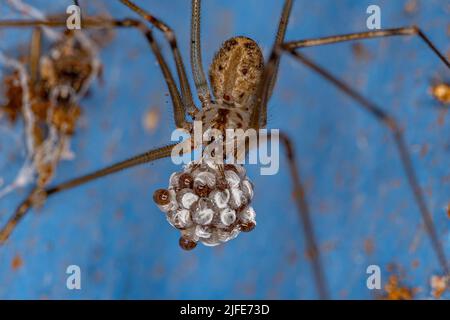 Femelle adulte à corps court araignée cellulaire de l'espèce Physocyclus globosus avec oeufs Banque D'Images