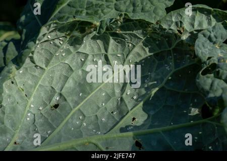 Le choux blanc (Aleyrodes prolétella). Adultes avec des œufs sur la feuille de chou. Banque D'Images
