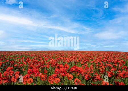 Un champ de coquelicots situé sur un ciel bleu, à côté du trundle de Goodwood, dans le parc national de South Downs, dans le West Sussex. Banque D'Images