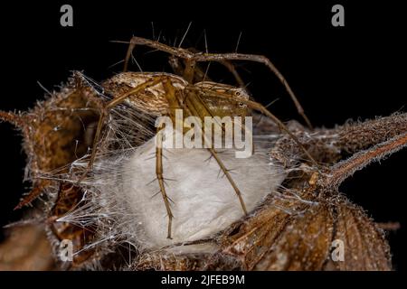 Adulte femelle rayé Lynx araignée de l'espèce Oxyopes salticus protégeant les oeufs Banque D'Images