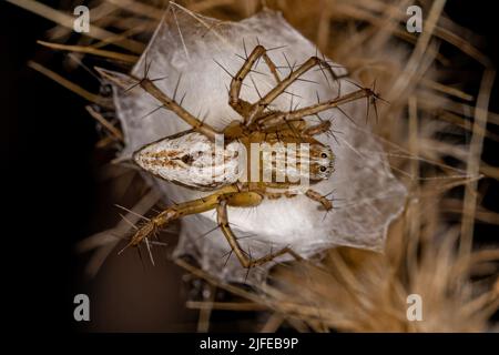 Adulte femelle rayé Lynx araignée de l'espèce Oxyopes salticus protégeant les oeufs Banque D'Images