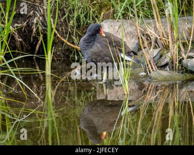 Moorhen sur l'eau dans une réserve naturelle gallois en été Banque D'Images