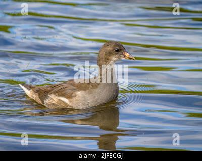 Moorhen sur l'eau dans une réserve naturelle gallois en été Banque D'Images