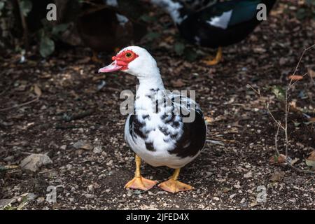 Canard musqué au parc supérieur du palais Vorontsov au printemps. Alupka. Crimée Banque D'Images