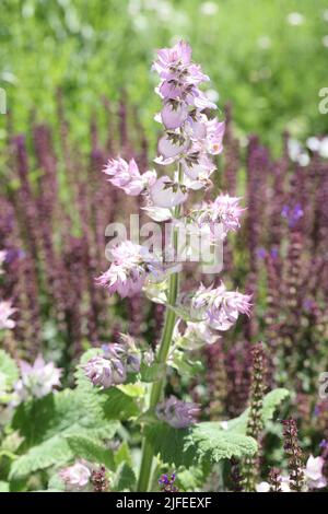 fleurs de sauge de clary dans un jardin de plantes Banque D'Images