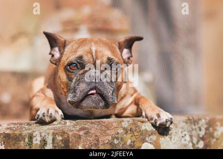 Chien Bulldog français faisant un visage stupide Banque D'Images