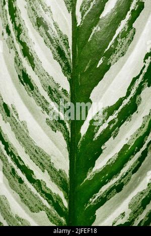 Gros plan de la feuille de la maison tropicale 'Aglaonema Stripes' avec un motif à rayures argentées Banque D'Images