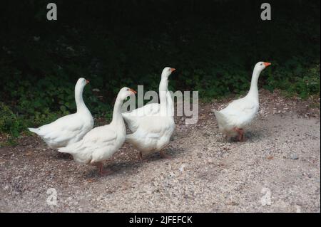 Quatre oies blanches suivent une oie mâle qui les mène le long d'une belle route de campagne décorée de végétation verte. Été vert ferme rurale landscap Banque D'Images