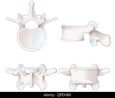 Illustration montrant des vertèbres lombaires saines. Vues différentes. Illustration étiquetée Banque D'Images