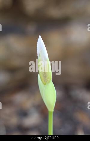 Fleur d'iris blanche avec gouttes de pluie Banque D'Images