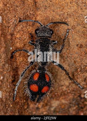 Adulte Velvet Ant du genre Traumatomutilla Banque D'Images