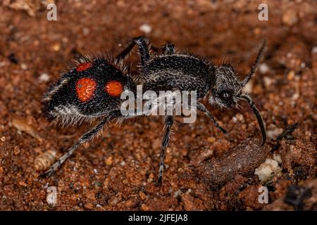 Adulte Velvet Ant du genre Traumatomutilla Banque D'Images