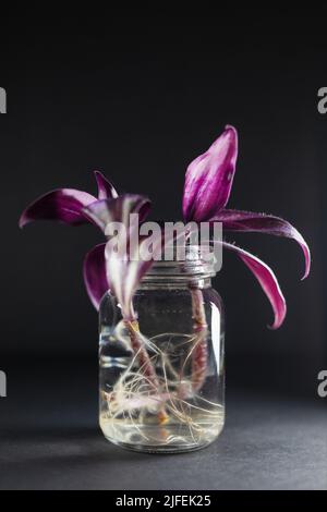 Tradescantia zebrina - plante en pouces - se propageant dans l'eau. Banque D'Images