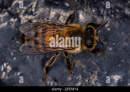 Femelle adulte abeille occidentale de l'espèce APIs mellifera Banque D'Images