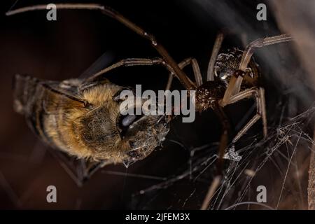 Femelle adulte veuve brune araignée de l'espèce Latrodectus geometricus prêchant sur une femelle adulte abeille occidentale de l'espèce APIs mellifera Banque D'Images