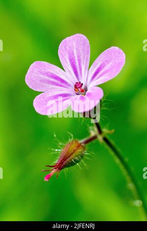 Herb Robert (géranium robertianum), gros plan d'une seule fleur de la petite plante boisée sur un fond vert hors foyer. Banque D'Images