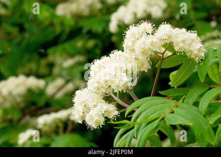 Rowan ou cendres de montagne (sorbus aucuparia), gros plan d'un jet de fleurs blanches à la fin d'une branche. Banque D'Images