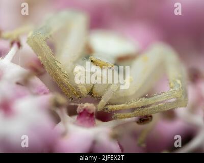 Misumena vatia - araignée de crabe dans un jardin britannique Banque D'Images