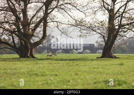 Northern Rail classe 158 train 158796 traversant le viaduc de Melling sur la ligne de chemin de fer pittoresque du petit nord-ouest rural. Banque D'Images