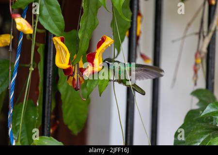 Gros plan d'un colibri à oreilles blanches collectant un pollen d'une fleur Banque D'Images