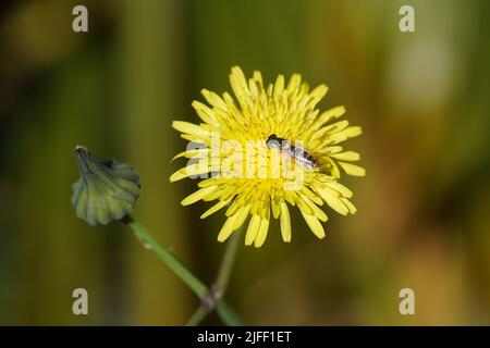 L'aéroglisseur femelle Sphaerophoria, famille des Syrphidae, est placé sur une fleur de sowchardon commun, à pampilles laiteuses (Sonchus oleraceus). Culorful, jardin hollandais flou, juillet Banque D'Images