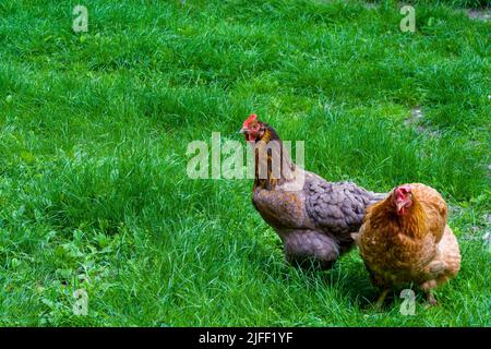 Deux poulets rouges sur une pelouse verte regardent dans la lentille. Le thème de l'économie skal. Copier l'espace. Banque D'Images