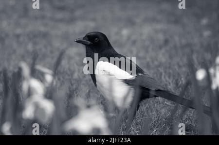 Magpie noir et blanc Banque D'Images