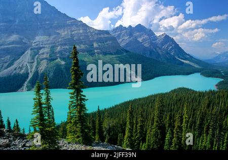 Lac Peyto vu du Sommet Bow dans le parc national Banff, Alberta, Canada Banque D'Images