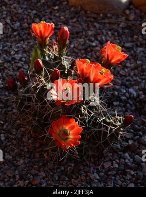 Un cactus de hérisson de coupe de Claret (Echinocereus triglochidiatus) fleurit dans un jardin d'arrière-cour du désert à Santa Fe, au Nouveau-Mexique. Banque D'Images