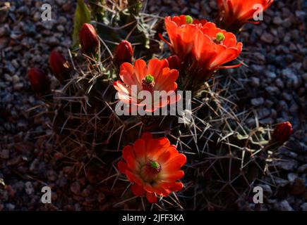 Un cactus de hérisson de coupe de Claret (Echinocereus triglochidiatus) fleurit dans un jardin d'arrière-cour du désert à Santa Fe, au Nouveau-Mexique. Banque D'Images