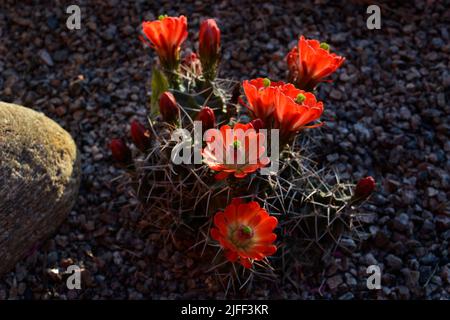 Un cactus de hérisson de coupe de Claret (Echinocereus triglochidiatus) fleurit dans un jardin d'arrière-cour du désert à Santa Fe, au Nouveau-Mexique. Banque D'Images