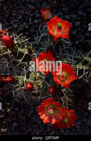 Un cactus de hérisson de coupe de Claret (Echinocereus triglochidiatus) fleurit dans un jardin d'arrière-cour du désert à Santa Fe, au Nouveau-Mexique. Banque D'Images