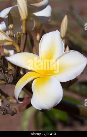 Gros plan image verticale de fleurs de plumeria blanches et jaunes qui fleurissent dans les tropiques. Banque D'Images