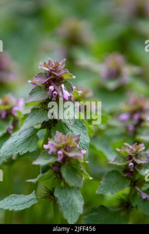 Photographie en gros plan de l'ortie morte pourpre (Lamium purpueum) qui pousse dans un pré printanier. Banque D'Images