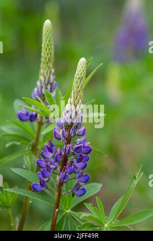 Lupin pourpre vivace (Lupinus polyphyllus), une fleur sauvage commune du nord-ouest du Pacifique, fleurissant dans une prairie d'été. Banque D'Images