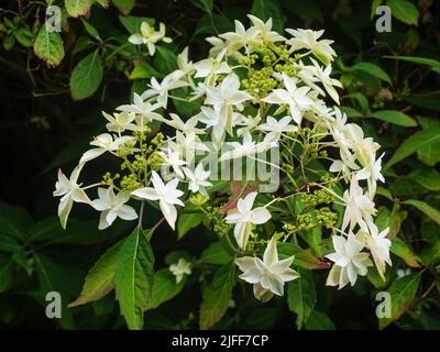Des fleurs blanches stériles entourent les fleurs fertiles de l'hortensia de montagne, Hydrangea serrata 'shirotae' Banque D'Images