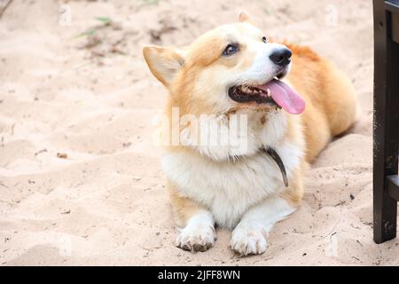 Photo d'un corgi gallois en gros plan dans la nature Banque D'Images