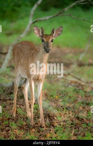 Un jeune buck marchant le long du bord de la forêt Banque D'Images