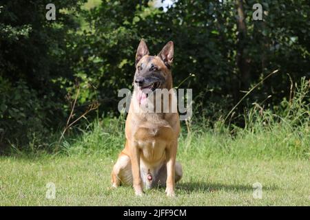 Malinois Berger belge attendant de jouer avec son ballon, entraînement sportif canin dans le jeu Banque D'Images