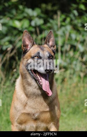 Malinois Berger belge attendant de jouer avec son ballon, entraînement sportif canin dans le jeu Banque D'Images