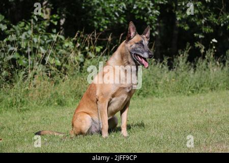 Malinois Berger belge attendant de jouer avec son ballon, entraînement sportif canin dans le jeu Banque D'Images