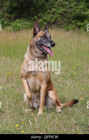 Malinois Berger belge attendant de jouer avec son ballon, entraînement sportif canin dans le jeu Banque D'Images